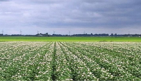 Aardappelveld Korelia
