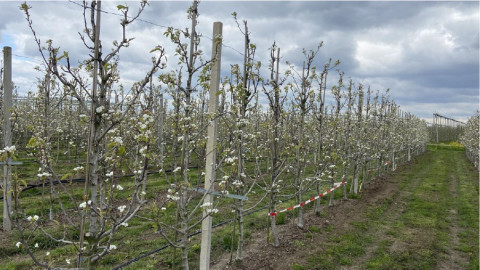 Peren in bloei