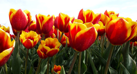 Tulips 2580122 1280